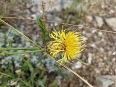 Centaurea orientalis