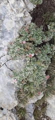 Potentilla nitida