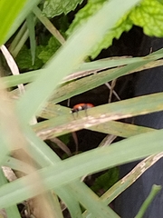 Hippodamia convergens
