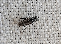 Ozodiceromyia