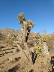 Yucca brevifolia