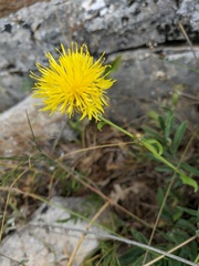Centaurea orientalis