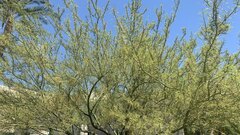 Parkinsonia