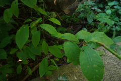 Prunus padus