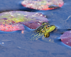 Lithobates septentrionalis