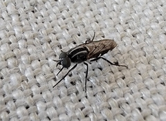 Ozodiceromyia