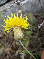 Centaurea orientalis
