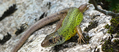 Lacerta schreiberi
