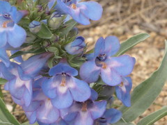 Penstemon angustifolius