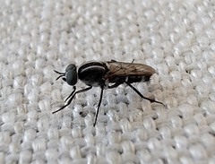 Ozodiceromyia