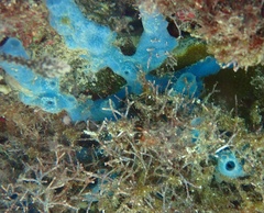 Haliclona caerulea