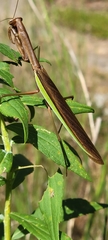Tenodera sinensis