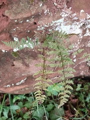 Cystopteris fragilis