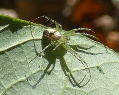 Mangora