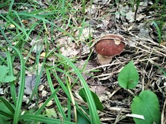 Boletus reticulatus
