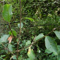 Prunus padus