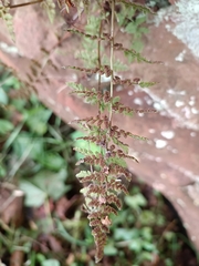Cystopteris fragilis