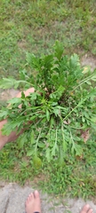 Lepidium virginicum