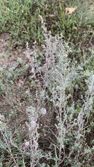 Artemisia austriaca