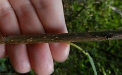 Prunus padus