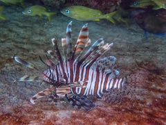 Pterois volitans