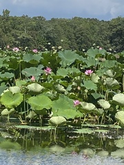 Nelumbo nucifera