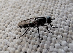 Ozodiceromyia