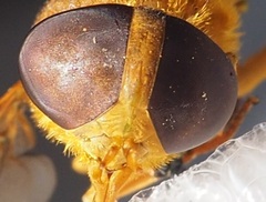 Cryptotylus unicolor