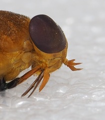 Cryptotylus unicolor