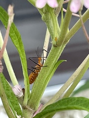 Zelus longipes