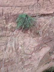 Artemisia campestris