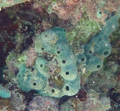 Amphimedon viridis