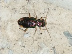 Tetracha carolina