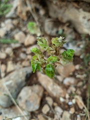 Euphorbia falcata