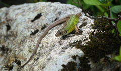 Lacerta schreiberi