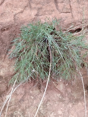 Artemisia campestris