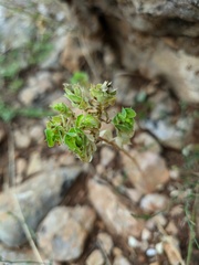 Euphorbia falcata
