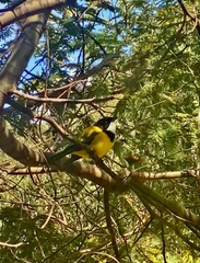 Pachycephala pectoralis