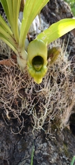 Catasetum integerrimum