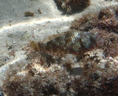 Sparisoma chrysopterum