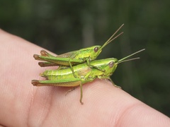 Euthystira brachyptera
