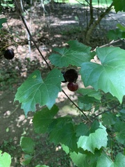 Vitis rotundifolia