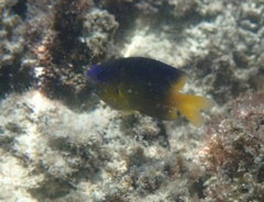 Stegastes leucostictus