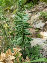 Ruscus aculeatus
