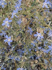 Eriastrum sapphirinum