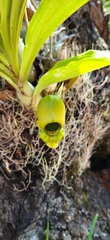 Catasetum integerrimum