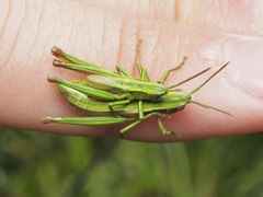 Euthystira brachyptera