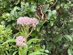 Papilio palamedes