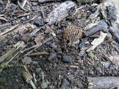 Crocus angustifolius