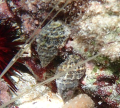 Cerithium litteratum